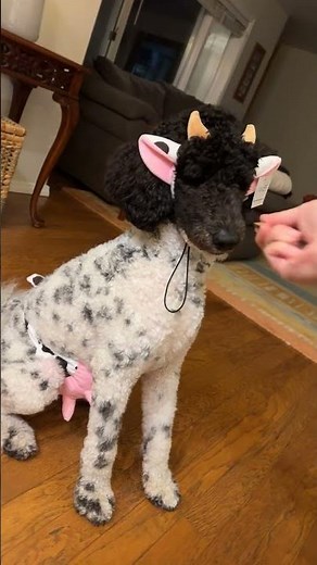 Parti Poodle's Cow Halloween Costume || ViralHog