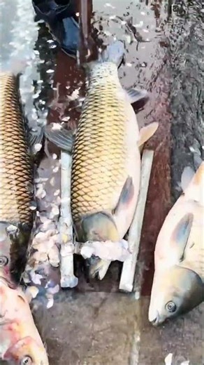 Simple and Effective Tool to Remove Scales from Large Fish