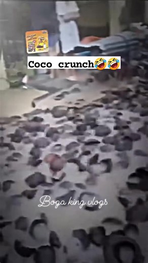 Coco crunch 🤣🤣🤣 #funny | Boga King Vlogs