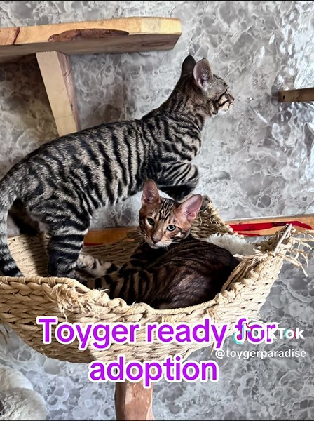Adopt a Playful Toyger Cat Today
