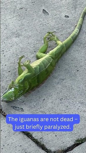 Florida cold snap causes iguanas to fall from trees