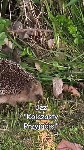 Jeż "Kolczasty Przyjaciel" / hedgehog #nature #animals #hedgehog #podróżeberdków