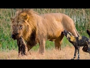 Erkek Aslanların Acımasızca Avlandığı Anlar