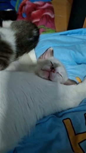 ทองกวาว #แมวน่ารัก #cat #cat #คนรักแมว #คนรักแมว #cute #cute #kitten #ทาสแมว