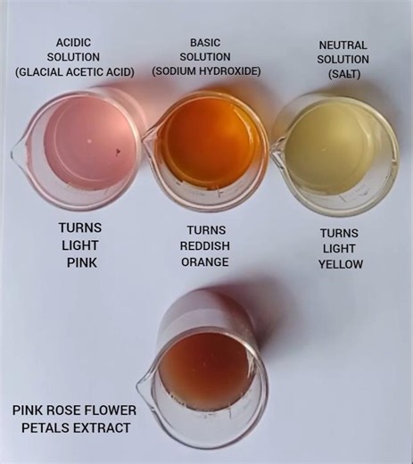 PINK ROSE FLOWER EXTRACT INDICATOR
