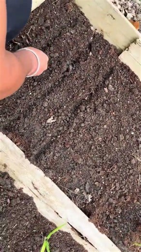 Let’s see if we’ve got green thumbs or just good vibes 😄Any tips for newbies? @MiracleGro 💚 #fyp