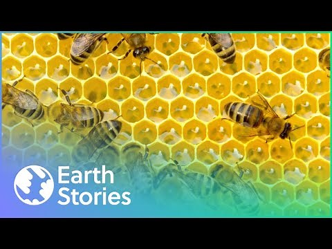 What's Causing The Bee To Disappear? | The Mystery of The Disappearing Bees
