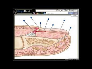 Anatomy of a finger nail , cuticle, nail bed, nail plate, hyponychium, nail matrix,