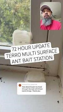 72 hour update - Terro multi surface ant bait station