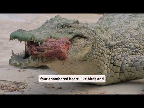 20 Fascinating Crocodile Facts That Will Blow Your Mind 🐊
