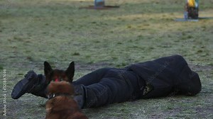 Dogs training exercise of defense and protection with run chase and bite the trainer man on outdoors range. Big dog are attacking a man. Dogs are attacking and biting victim. A canine trainer dog.