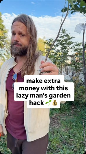 Perennials are the lazy man’s garden hack. That’s how you build a garden that feeds you without constantly starting over. Annuals (like tomatoes or lettuce) live for one season. You plant, harvest, and replant every year. Perennials (like asparagus, rhubarb, strawberries, herbs, and many fruit trees) come back on their own, year after year. Once they’re established, perennials take less maintenance, need fewer inputs, and keep producing often for decades. For homesteaders, that’s free food secur