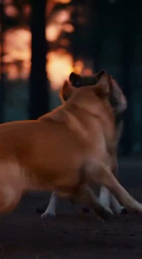 Hero Dog Saves Family From a Wild Wolf Attack! #heroicpets