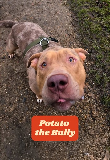 “She saw our video on TikTok and let her dog play with him”. We bumped into our beloved bully again, Potato 🤭🥔 After 10 million views, people are finally seeing him for who he really is 🐾 #bully #bullybreed For more Potato follow: @Elizabeth