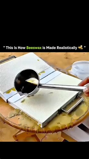 SCIENCE - EXPLAINED on Instagram: "Beeswax isn’t manufactured in a factory. It’s built drop by drop by bees themselves. Worker bees consume honey and convert it into wax through special glands on their abdomen. Tiny wax scales form, which the bees then chew and shape using heat from their bodies. Here’s the real process: • Bees eat honey as fuel • Wax glands secrete thin, transparent flakes • Bees chew and soften the wax • The wax is molded into hexagonal cells • Cells become the structure of th