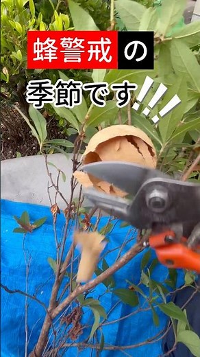 [Before You Get Stung] Protect Yourself from Bee Hazards‼️