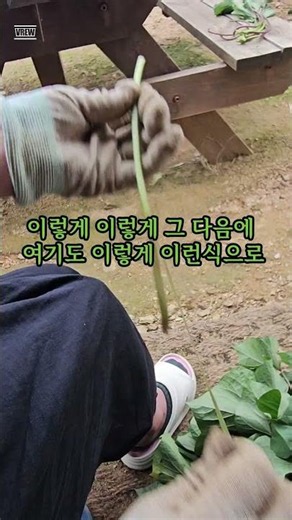 🍠 고구마순(고구마 줄기) 껍질 벗기는 방법입니다.