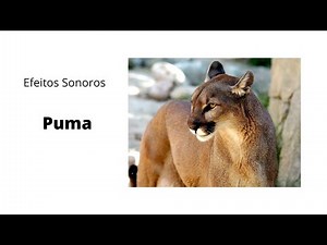 Efeitos Sonoros Puma Puma Sound Effects प्यूमा ध्वनि प्रभाव