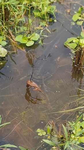 Great Wallago attu fishing video by hook with bait in wetland #reels #fishinglife #fish #fishing | Alaska Fishing
