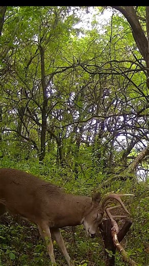 “Hunters hear this once a season…”#wildernessseason #wildernesswanderer