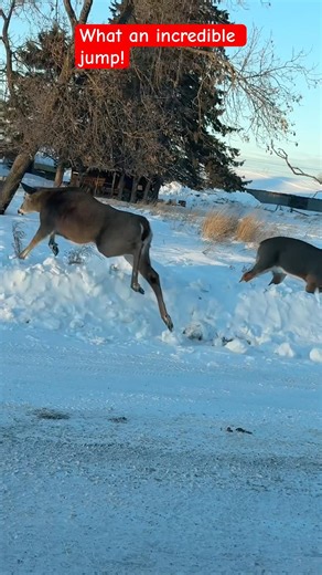 Can anyone recognize whether this is a deer or a buck? Please explain why