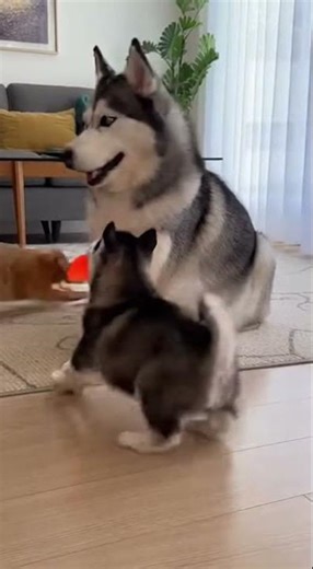 Cat and Husky's Playful Interaction with a Puppy's Surprise