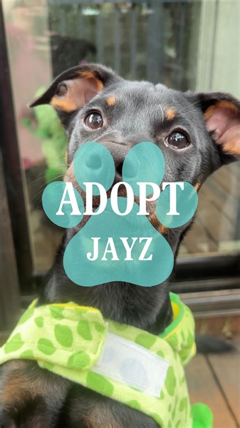 38K views · 7.7K reactions | PLEASE SHARE! This lovable Miniature...