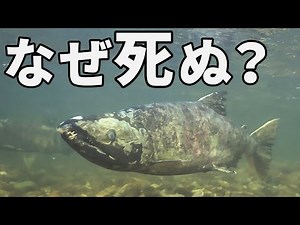 サケが産卵後に死ぬ進化を遂げた理由がこちら【解説】