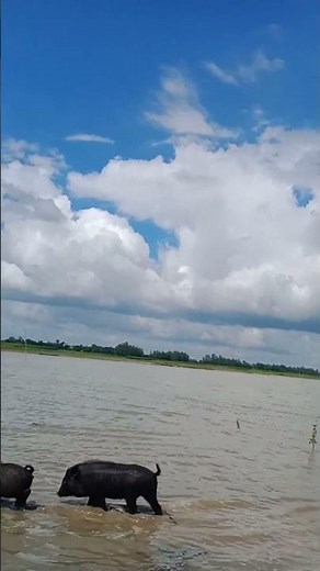 swine | Natural Pig Farming** 🌿