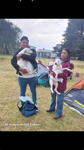 Videos de Amiguaus🐕❤️ (@amiguaus) con “Surrender - Natalie Taylor”