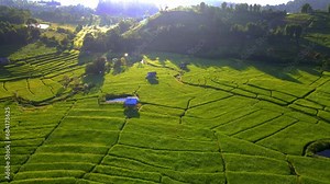 Paddy rice farmland in Northern Thailand, green rice paddy fields. Terraced Rice Field in Chiangmai Royal Project Khun Pae