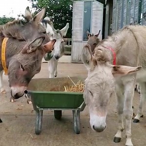 16K views · 2.9K reactions | Adoption donkey Ashley and his friends love to 'help' their grooms out.  | The Donkey Sanctuary | Facebook