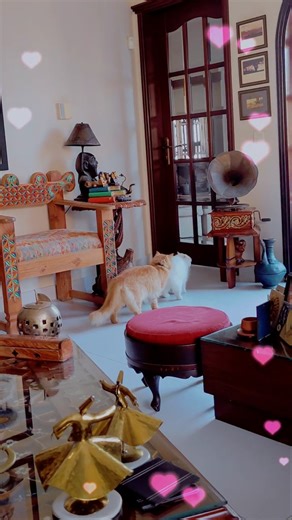 Friendship #youtubeshorts #cat #sweetsandfun #shortvideos #viral #shorts #cute #vlog #friends