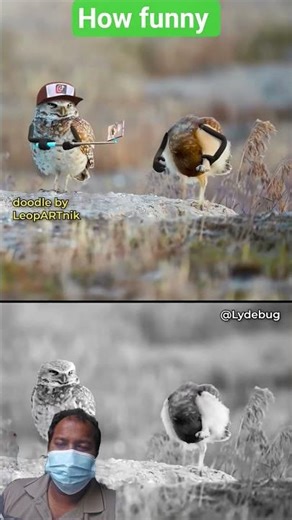 #pesandanimationstudio #birds #funny #memes #viral #neymarpsg #animation #automobile #comedy