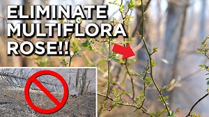 1.6K views · 38 reactions | Multiflora rose is a non-native invasive species that is a huge burden to many landowners. Adam Keith of Land & Legacy discusses the most efficient way to set it back, and ultimately eliminate it on your property. | Whitetail Properties | Facebook