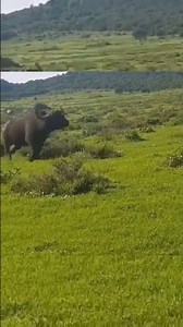 bull vs rhino in the wild