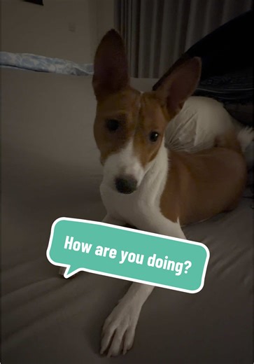 How are you doing? #basenjisoftiktok #basenjipuppy #basenjilife #africathebasenji