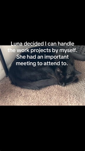 Steven (@the.geekdom.table)’s videos with Sleeping cat - にゃお4649