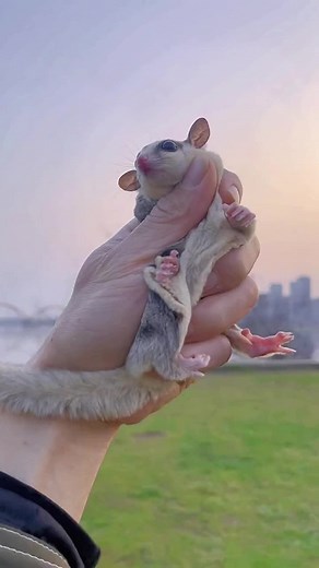 Sugar Glider: Delightful Pet Gliding through the Air