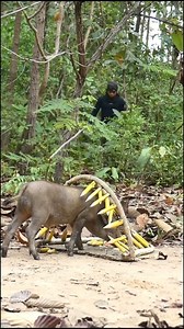 #viral | Wild Animals