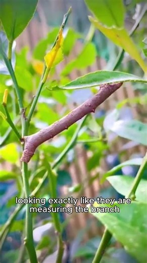 Think this is just a twig? Look again! 🧐🌿 #caterpillar #inchworm #camouflage #gardenlife #insects