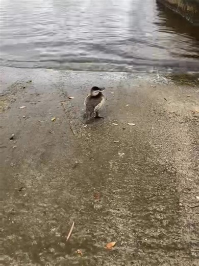 2.2K views · 55 reactions | ￼ This adorable female Black Scoter found...