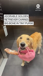 Adorable golden retriever carries big bone in tiny purse