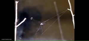 This spider can fire itself at unsuspecting prey at speeds equivalent to 79 g's. How does a spider withstand 79 g’s without exploding? Researchers have no idea: https://wired.trib.al/NsKHHQZ | WIRED