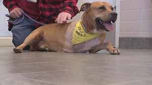 All adoptable dogs at Franklin County Shelters home with fosters for the holiday