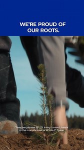 Why is Royale a fabric of Canada? We’re glad you asked. | ROYALE Kittens / Chatons