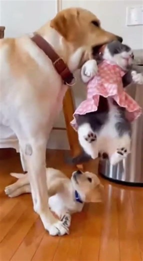 Cat Slapping Puppy Goes Viral #viral #trending #short