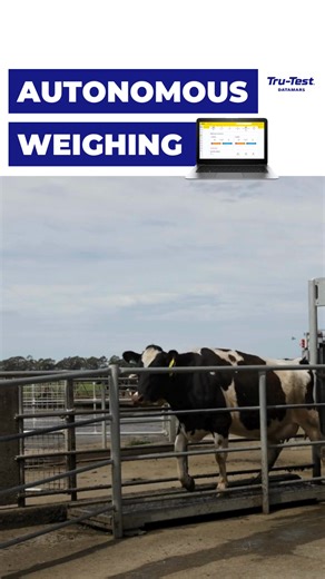 From platform to cloud to insights. Learn more about our Walk Over Weighing solution at https://nz.tru-test.com/products/autonomous-weighing-wow #WalkOverWeighing #AutomaticWeighing | Datamars Livestock NZ