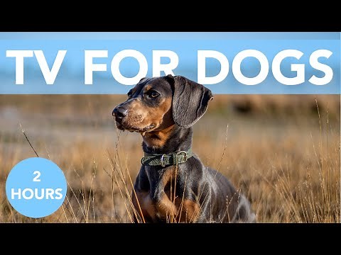 TV PARA PERROS! ¡Vídeos relajantes para entretener a tu perro!