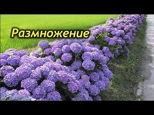 How to propagate indoor Hydrangea. Methods of propagating Hydrangea.